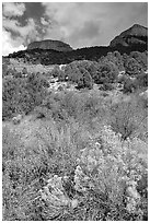 Sage in bloom and Snake Range. Great Basin National Park ( black and white)