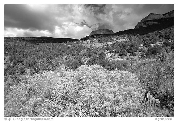 Sage in bloom and Snake Range. Great Basin National Park (black and white)
