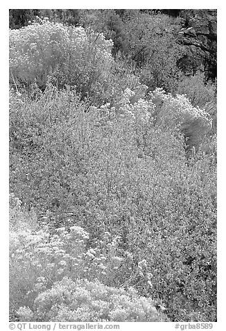 Sagebrush in bloom. Great Basin National Park, Nevada, USA.