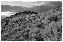 Sage covered slopes at sunset, Snake Range. Great Basin National Park, Nevada, USA. (black and white)