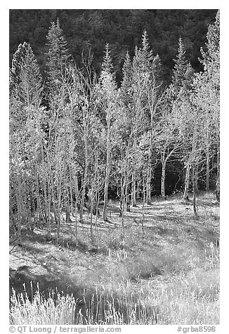 Aspens in fall color. Great Basin National Park, Nevada, USA.