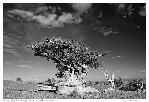 Twisted Bristlecone pine tree with Bonsai shape. Great Basin National Park (black and white)
