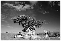 Twisted Bristlecone pine tree with Bonsai shape. Great Basin National Park, Nevada, USA. (black and white)