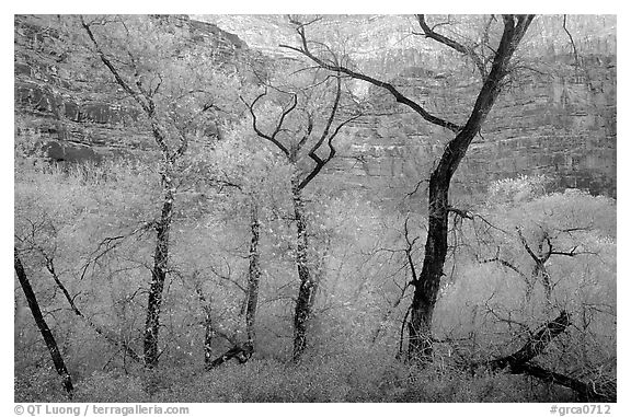 Autumn Colors in Havasu Canyon. Grand Canyon National Park (black and white)