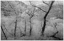 Autumn Colors in Havasu Canyon. Grand Canyon National Park ( black and white)