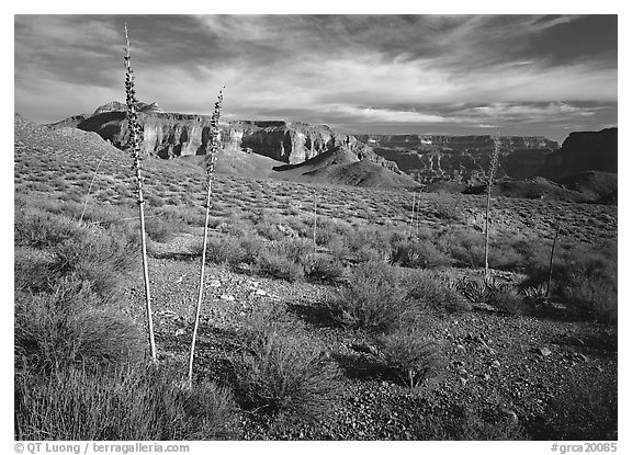 Agave flower skeletons and mesas in Surprise Valley. Grand Canyon National Park (black and white)