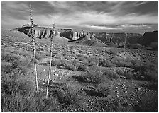 Agave flower skeletons and mesas in Surprise Valley. Grand Canyon National Park, Arizona, USA. (black and white)