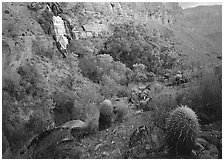 Barrel cacti and Thunder Spring, early morning. Grand Canyon  National Park ( black and white)