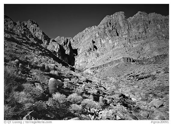 Barrel cactus and Redwall from below. Grand Canyon National Park (black and white)