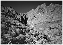 Barrel cactus and Redwall from below. Grand Canyon National Park, Arizona, USA. (black and white)