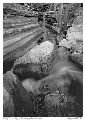 Entrance of Deer Creek Narrows. Grand Canyon National Park (black and white)