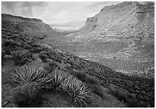 Havasu Canyon, afternoon. Grand Canyon  National Park ( black and white)