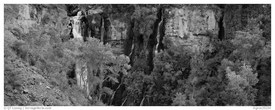 Oasis of trees and Thunder Spring fall. Grand Canyon  National Park (black and white)