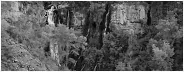 Oasis of trees and Thunder Spring fall. Grand Canyon  National Park (Panoramic black and white)