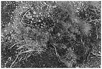 Ground close-up with flowers and gravel. Grand Canyon National Park ( black and white)