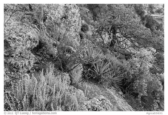 Pinyon pine and juniper zone vegetation zone. Grand Canyon National Park, Arizona, USA.