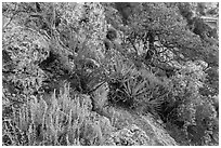 Pinyon pine and juniper zone vegetation zone. Grand Canyon National Park, Arizona, USA. (black and white)