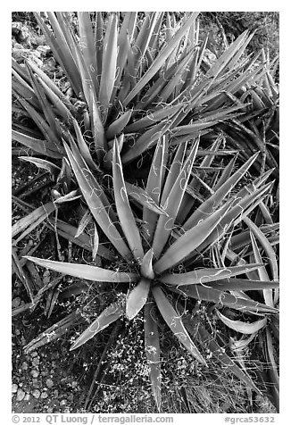 Narrow Leaf Yucca plants. Grand Canyon National Park (black and white)