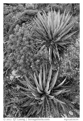 Narrowleaf yuccas and pinyon pine sapling. Grand Canyon National Park (black and white)