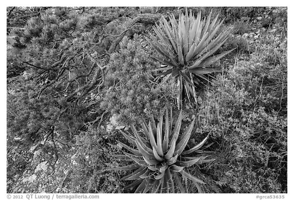 Narrowleaf yuccas and pinyon pine. Grand Canyon National Park (black and white)