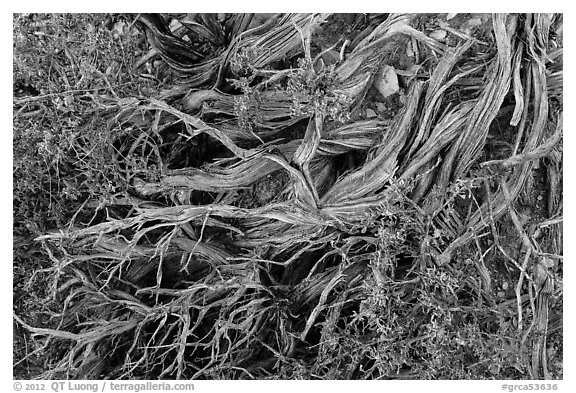 Ground close-up with juniper. Grand Canyon National Park, Arizona, USA.