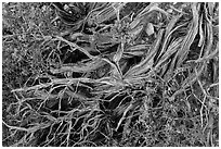 Ground close-up with juniper. Grand Canyon National Park, Arizona, USA. (black and white)