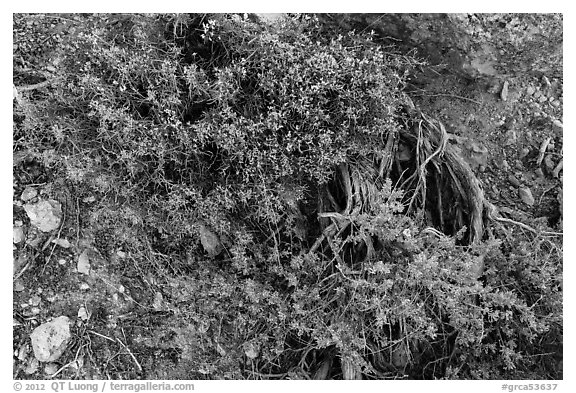 Ground close-up with shrubs and juniper. Grand Canyon National Park (black and white)
