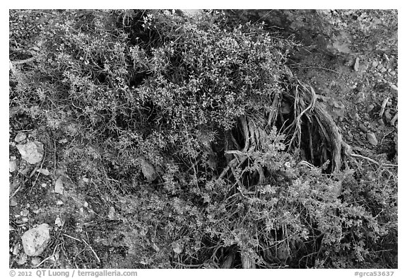 Ground close-up with shrubs and juniper. Grand Canyon National Park (black and white)