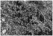 Ground close-up with shrubs and juniper. Grand Canyon National Park, Arizona, USA. (black and white)