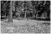 Flowers in Ponderosa pine forest. Grand Canyon National Park, Arizona, USA. (black and white)