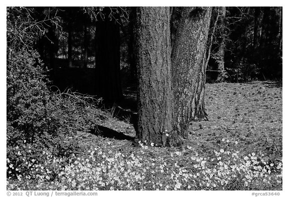 Flowers and Ponderosa pine tree trunks. Grand Canyon National Park, Arizona, USA.