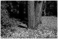 Flowers and Ponderosa pine tree trunks. Grand Canyon National Park, Arizona, USA. (black and white)