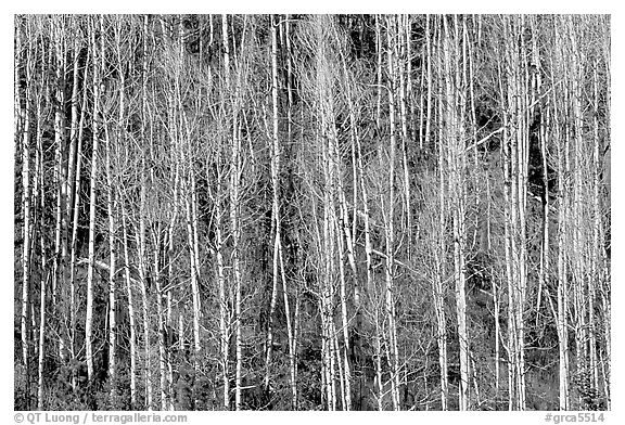 Bare aspen trees on hillside. Grand Canyon National Park (black and white)
