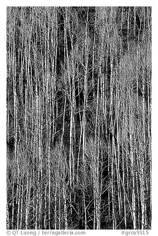 Bare aspen forest on hillside. Grand Canyon National Park (black and white)