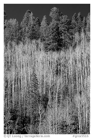 Bare aspen trees mixed with conifers on hillside. Grand Canyon National Park, Arizona, USA.