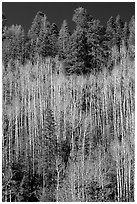 Bare aspen trees mixed with conifers on hillside. Grand Canyon National Park, Arizona, USA. (black and white)