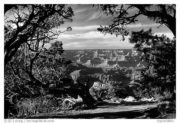 Grand Canyon framed by trees. Grand Canyon National Park, Arizona, USA.