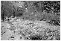 Creek in Havasu Canyon, late fall. Grand Canyon National Park, Arizona, USA. (black and white)