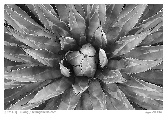 Agave close-up. Grand Canyon National Park (black and white)