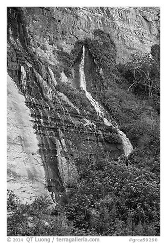 Vaseys Paradise, hanging garden with waterfalls springing out of canyon wall.. Grand Canyon National Park (black and white)