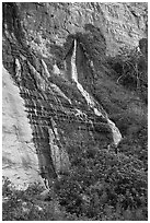 Vaseys Paradise, hanging garden with waterfalls springing out of canyon wall.. Grand Canyon National Park ( black and white)