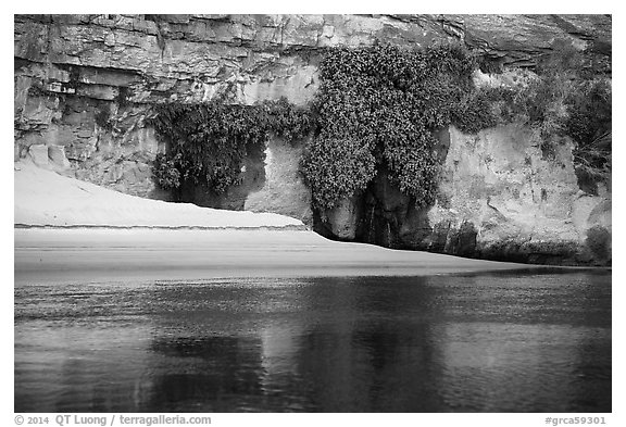 Beach, vegetation, and canyon walls, Marble Canyon. Grand Canyon National Park (black and white)