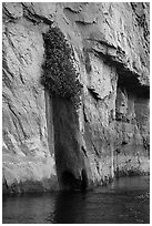 Vegetation clinging on cliff above river. Grand Canyon National Park ( black and white)