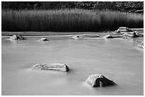 Rocks, reeds, and Little Colorado River. Grand Canyon National Park ( black and white)