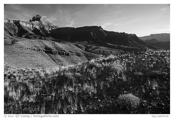 Dark plateau with sparse grasses, early morning. Grand Canyon National Park (black and white)
