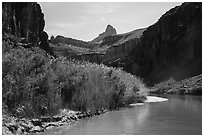 Vegetation thicket on banks of Colorado River. Grand Canyon National Park ( black and white)