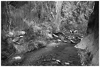 Stream and riparian environment, Clear Creek. Grand Canyon National Park ( black and white)