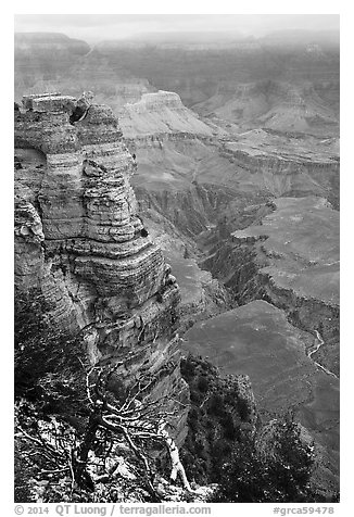 Snow on branches and Mather Point. Grand Canyon National Park (black and white)