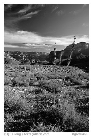 Agave flower skeletons in Surprise Valley, late afternoon. Grand Canyon National Park (black and white)