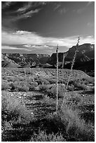 Agave flower skeletons in Surprise Valley, late afternoon. Grand Canyon National Park, Arizona, USA. (black and white)